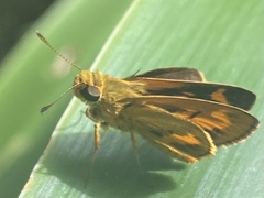 Taractrocerini