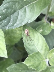 Metellina segmentata