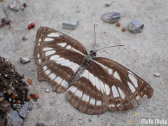 Neptis