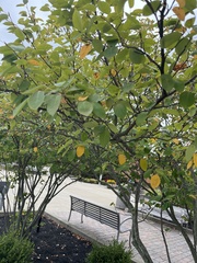 Cotinus obovatus