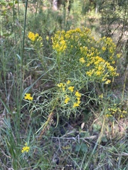 Euthamia caroliniana