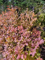 Vaccinium membranaceum