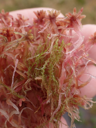 Image of Harpanthus flotovianus by no rights reserved