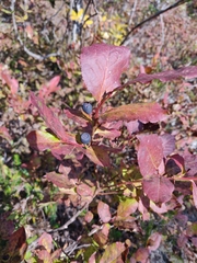 Vaccinium membranaceum