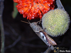 Xenocatantops brachycerus