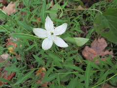 Parnassia grandifolia