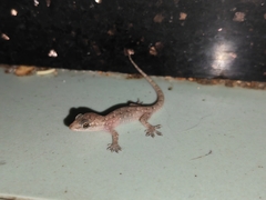 Hemidactylus bowringii