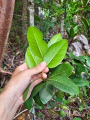 Ottoschulzia rhodoxylon