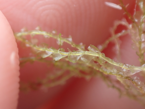 Image of Harpanthus flotovianus by no rights reserved