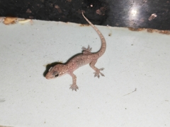 Hemidactylus bowringii