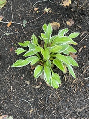 Hosta plantaginea