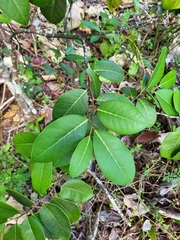 Ottoschulzia rhodoxylon