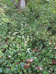 Parnassia grandifolia