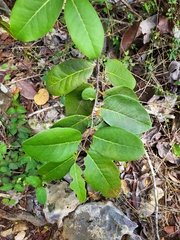 Ottoschulzia rhodoxylon