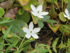 Parnassia grandifolia