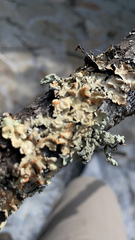 Flavopunctelia flaventior