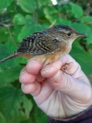 Cistothorus stellaris