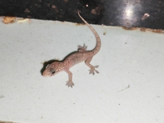 Hemidactylus bowringii