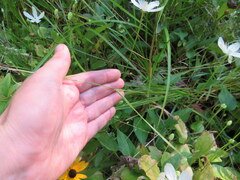 Agrostis perennans