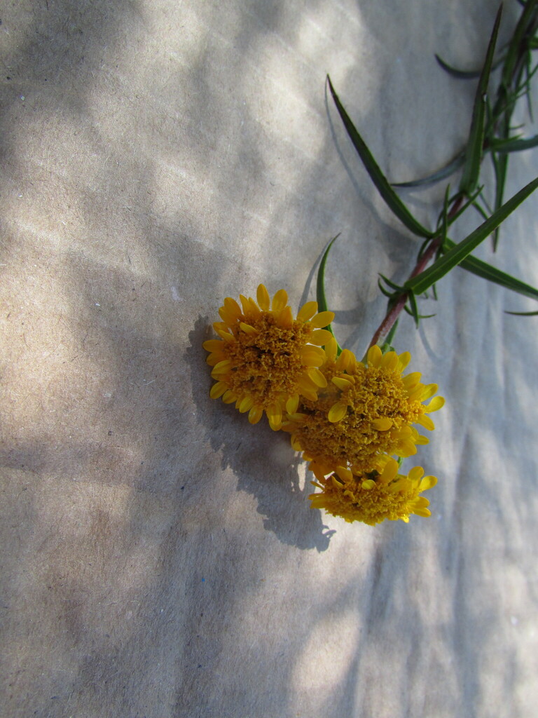 Flaveria vaginata