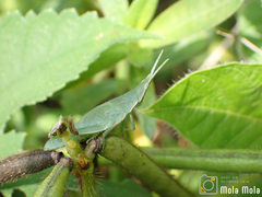 Atractomorpha sinensis