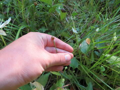 Xyris tennesseensis