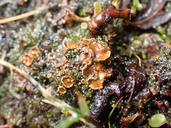 Psoroma hypnorum