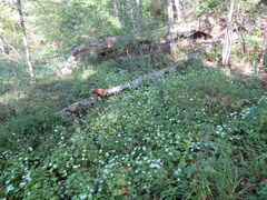 Parnassia grandifolia