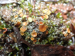 Psoroma hypnorum