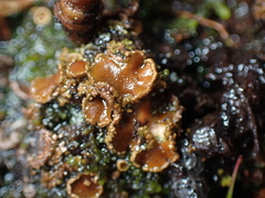 Psoroma hypnorum