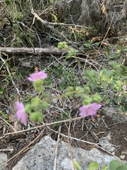 Mirabilis albida
