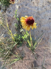Gaillardia