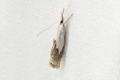 Crambus albellus