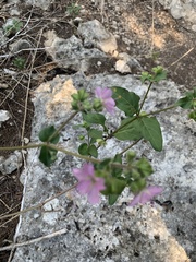 Mirabilis albida