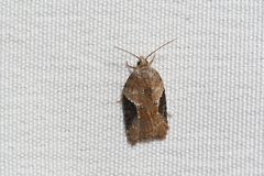 Acleris braunana