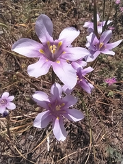 Moraea polyanthos