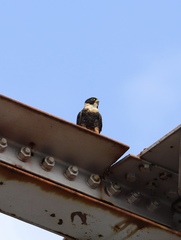 Falco rufigularis image