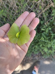 Callaeum macropterum