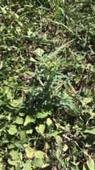 Parthenium hysterophorus