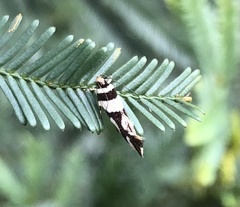 Macrobathra desmotoma