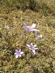 Moraea polyanthos