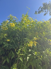 Callaeum macropterum