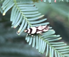 Macrobathra desmotoma