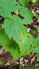 Acer spicatum