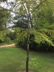 Pseudolarix amabilis