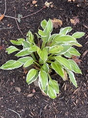 Hosta plantaginea