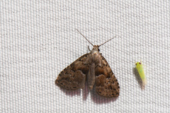 Hypenodes franclemonti