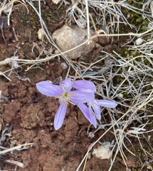 Colchicum cupanii