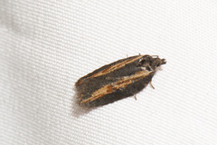 Acleris
