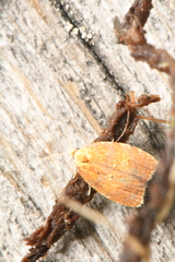 Acleris curvalana